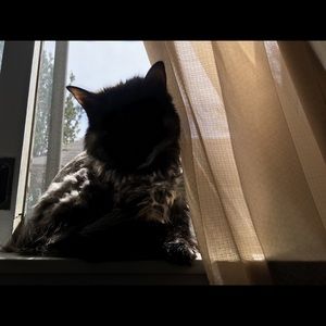 Meet your Posher, Sydney